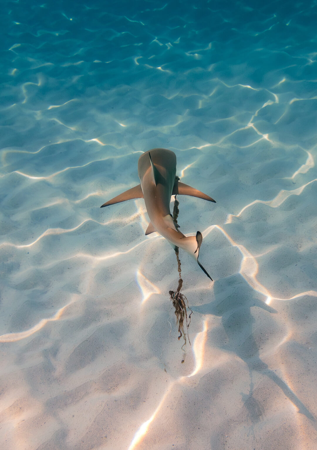 A shark on the sea floor.